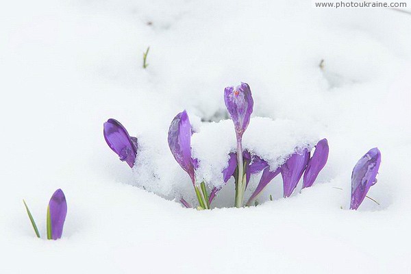 Carpathian NNP. Interseasonal palette Ivano-Frankivsk Region Ukraine photos