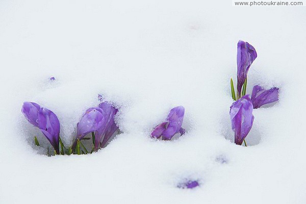 Carpathian NNP. Get through ?! Ivano-Frankivsk Region Ukraine photos