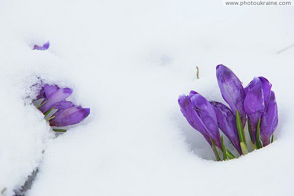 Carpathian NNP. Protecting life Ivano-Frankivsk Region Ukraine photos