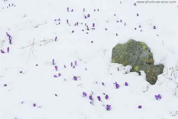 Carpathian NNP. Crocuses or fresh snow? Ivano-Frankivsk Region Ukraine photos