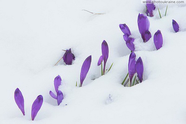 Carpathian NNP. Crocuses - saving vitality Ivano-Frankivsk Region Ukraine photos