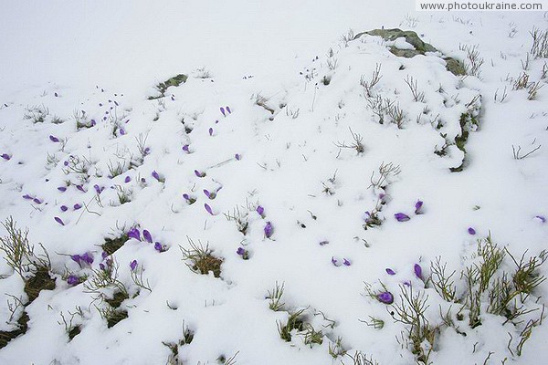 Carpathian NNP. Evolutionary standoff Ivano-Frankivsk Region Ukraine photos