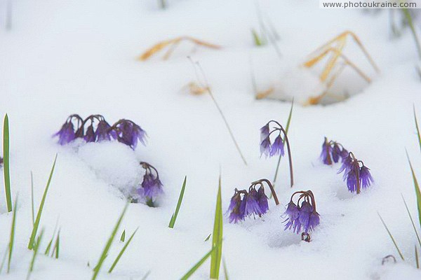 Carpathian NNP. The confrontation of primroses and weather Ivano-Frankivsk Region Ukraine photos