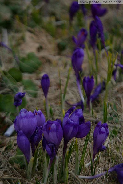 Chornohora. Crocuses on the shore of Lake Nesamovy Ivano-Frankivsk Region Ukraine photos