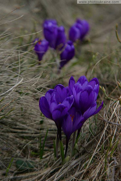 Chornohora. Saffron (Crocus) - genus from the family of Iris Ivano-Frankivsk Region Ukraine photos