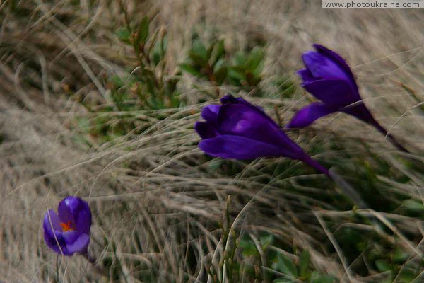 Chornohora. Saffron Music Ivano-Frankivsk Region Ukraine photos