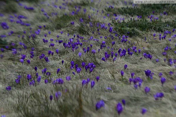 Chornohora. Saffron carpet on the shore of a mountain lake Ivano-Frankivsk Region Ukraine photos