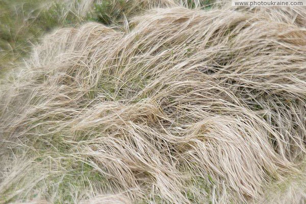 Chornohora. Gray Herbal Mane Ivano-Frankivsk Region Ukraine photos