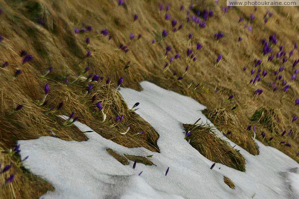 Chornohora. Changing the seasons on the slopes of Mount Turkul Ivano-Frankivsk Region Ukraine photos