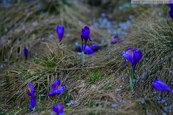 Chornohora. Crocuses (saffron) and frozen drops of water Ivano-Frankivsk Region Ukraine photos