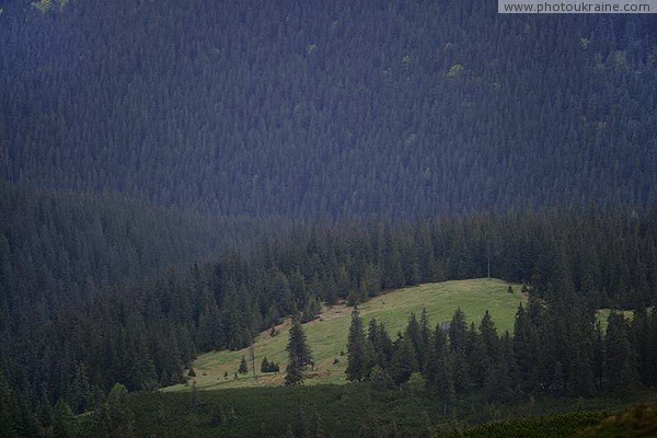 Chornohora. Intermountain forest grove - glade Ivano-Frankivsk Region Ukraine photos