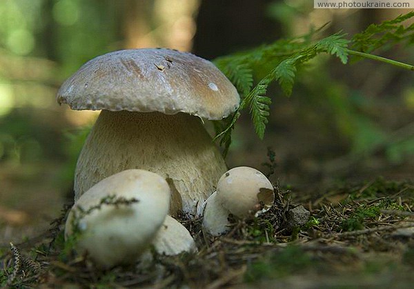 Pre-Carpathians. White mushroom trio Ivano-Frankivsk Region Ukraine photos