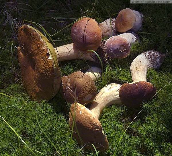 Pre-Carpathians. Boletus and large oil can Ivano-Frankivsk Region Ukraine photos