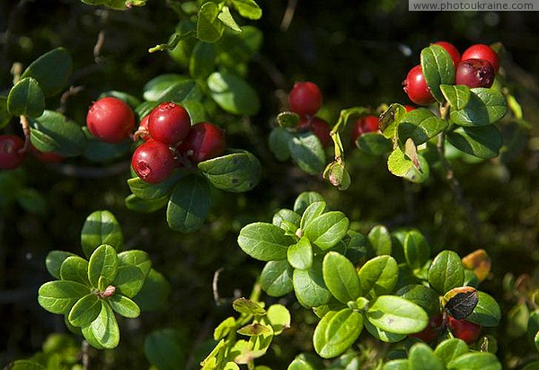 Pre-Carpathians. Lingonberry Ivano-Frankivsk Region Ukraine photos