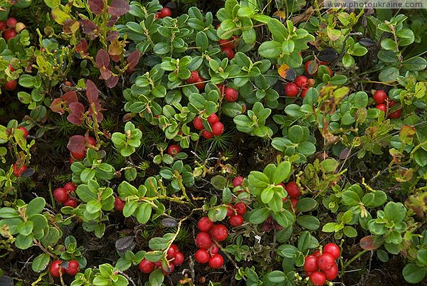 Pre-Carpathians. Evergreen cowberry thickets Ivano-Frankivsk Region Ukraine photos