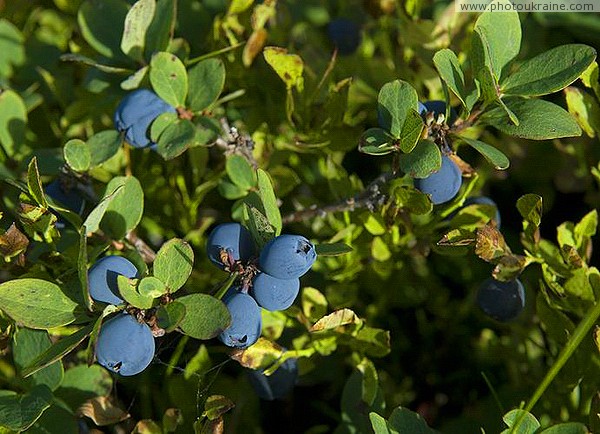 Pre-Carpathians. Blueberry Ivano-Frankivsk Region Ukraine photos