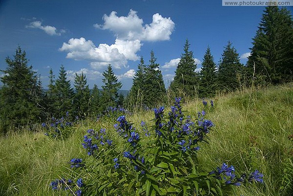 Pre-Carpathians. Floral heavenly messengers Ivano-Frankivsk Region Ukraine photos
