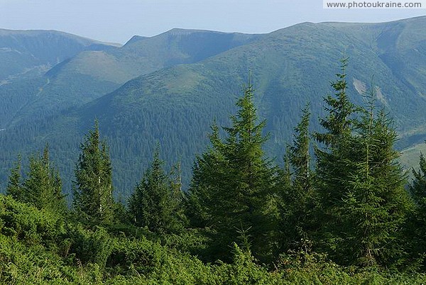 Pre-Carpathians. Amazing green extravaganza Ivano-Frankivsk Region Ukraine photos