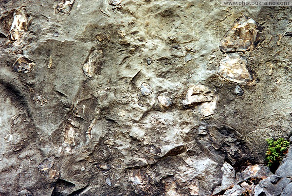 Pistyn. Gray limestones of the Stryi Formation Ivano-Frankivsk Region Ukraine photos