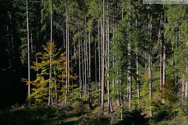 Yablunytskyi pass. Slender trunks of spruce forest Ivano-Frankivsk Region Ukraine photos
