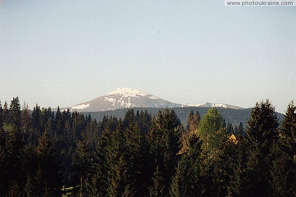 Yablunytsia. Mount Goverla behind the tops of fir trees Ivano-Frankivsk Region Ukraine photos
