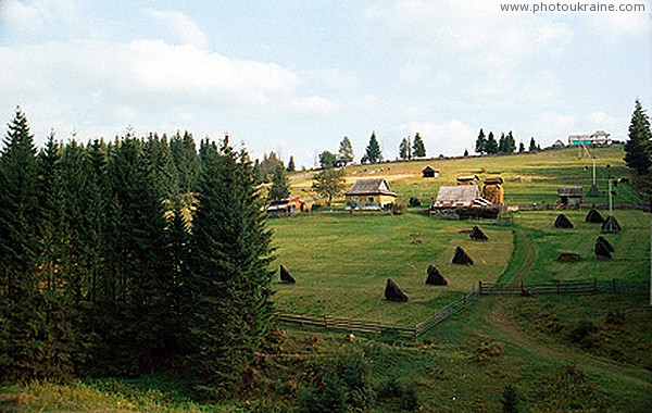 Yablunytsia. Rustic hay drying Ivano-Frankivsk Region Ukraine photos