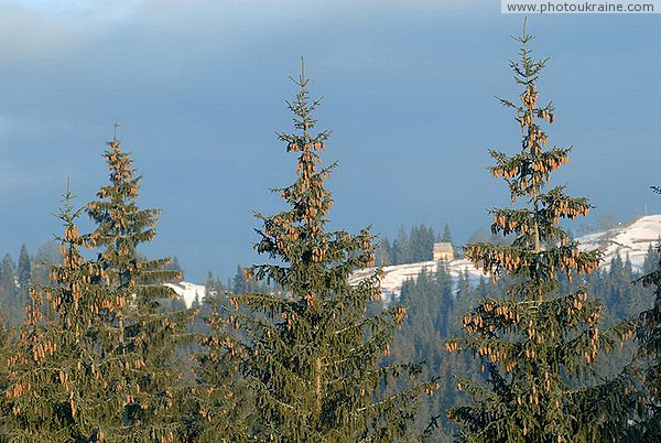Yablunytsia. Pine-tree studded fir tops Ivano-Frankivsk Region Ukraine photos