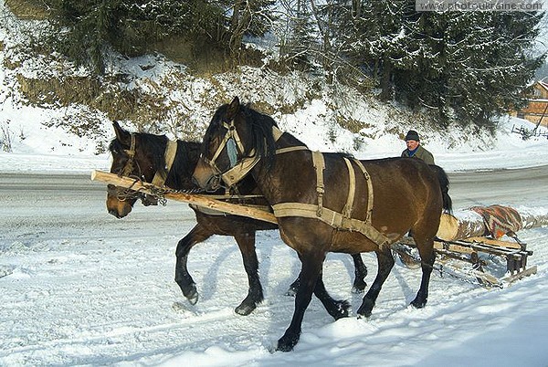 Yablunytsia. Transportation of future firewood Ivano-Frankivsk Region Ukraine photos