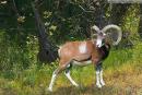 Crimean Reserve. European Mouflon, Autonomous Republic of Crimea, Natural Reserves 