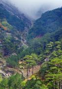 Yalta Reserve. Mountain forests, Autonomous Republic of Crimea, Natural Reserves 