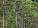 Yalta Reserve. Slender pines, Autonomous Republic of Crimea, Natural Reserves 