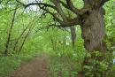 Spychyntsi. In park of Tyshkevich, Vinnytsia Region, Country Estates 