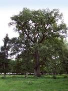 Snizhna. Old trees estate park, Vinnytsia Region, Country Estates 