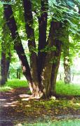 Chernyatyn. Old tree of Chernyatyn park, Vinnytsia Region, Country Estates 