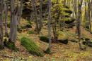 Busha. Sandstone cliff in autumn hornbeam woods, Vinnytsia Region, Geological sightseeing 
