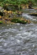 Буша. Порожистое русло речки Бушанки в Гайдамацком яру, Винницкая область, Реки 