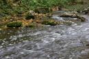 Busha. Romantic flow Bushanki in Gaydamak Yar, Vinnytsia Region, Rivers 