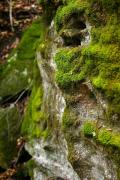 Busha. Often the sand Gaydamak Yar mossy, Vinnytsia Region, Geological sightseeing 