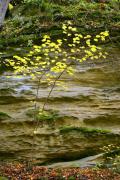 Busha. Young sprout from ancient Vend sandstone, Vinnytsia Region, Geological sightseeing 