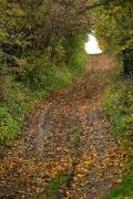 Busha. Forest road, Vinnytsia Region, Roads 