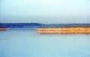 Shatsky park. Svityaz reed, Volyn Region, National Natural Parks 