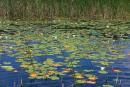 Shatsky park. Romantic backwater, Volyn Region, National Natural Parks 