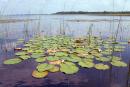 Shatsky park. Lakes lily, Volyn Region, National Natural Parks 