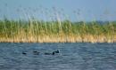 Shatsky park. Coot, Volyn Region, National Natural Parks 