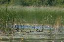 Shatsky park. Coot home in lake mills, Volyn Region, National Natural Parks 