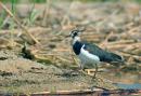 Shatsky park. Lapwing wanders on master, Volyn Region, National Natural Parks 