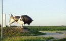 Dnipropetrovsk. Bull-monument in suburb, Dnipropetrovsk Region, Monuments 