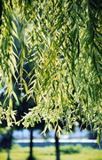 Novomoskovsk. Branches of weeping willow at Cathedral, Dnipropetrovsk Region, Cities 