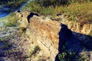 Oleksievo-Druzhkivka. Trunk of petrified wood, Donetsk Region, Geological sightseeing 