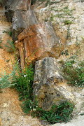 Олексієво-Дружківка. Фрагмент закаменілого дерева, Донецька область, Геологічні пам’ятки 